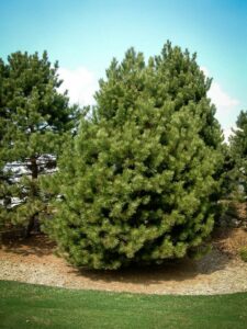 Сосна Чёрная (Pinus Nigra) купить по цене от 270.00р. в интернет-магазине «Посадика» с доставкой почтой в в Камбаркае и по всей России – [изображение №1].