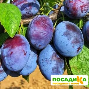 Слива Чачакская ранняя купить по цене от 229.00р. в интернет-магазине «Посадика» с доставкой почтой в в Камбаркае и по всей России – [изображение №1].