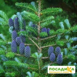 Пихта корейская (Abies koreana) купить по цене от 450.00р. в интернет-магазине «Посадика» с доставкой почтой в в Камбаркае и по всей России – [изображение №1].