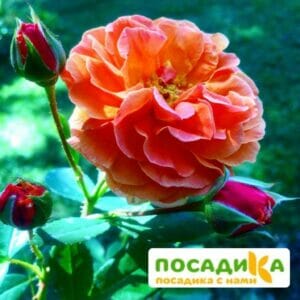 Роза Арабия купить по цене от 350.00р. в интернет-магазине «Посадика» с доставкой почтой в в Камбаркае и по всей России – [изображение №1].