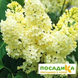 Сирень Примроуз (Primrose) купить по цене от 529.00р. в интернет-магазине «Посадика» с доставкой почтой в в Камбаркае и по всей России – [изображение №1].