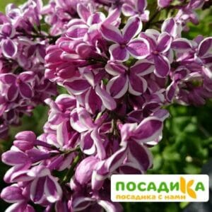 Сирень Сенсация купить по цене от 529.00р. в интернет-магазине «Посадика» с доставкой почтой в в Камбаркае и по всей России – [изображение №1].