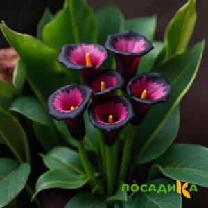Калла Аура Лейс купить по цене от 400р. в интернет-магазине «Посадика» с доставкой почтой в в Камбаркае и по всей России – [изображение №1].
