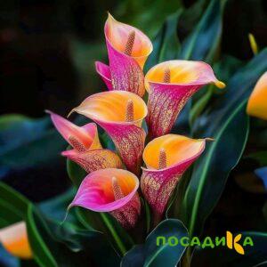 Калла Оникс купить по цене от 450р. в интернет-магазине «Посадика» с доставкой почтой в в Камбаркае и по всей России – [изображение №1].