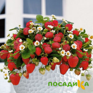 Клубника Рубиновый Шепот (горшечная) купить по цене от 240р. в интернет-магазине «Посадика» с доставкой почтой в в Камбаркае и по всей России – [изображение №1].
