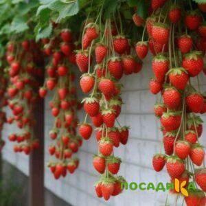 Клубника вьющаяся Комплимент купить по цене от 470р. в интернет-магазине «Посадика» с доставкой почтой в в Камбаркае и по всей России – [изображение №1].