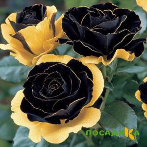Роза Ханни Сикл купить по цене от 700р. в интернет-магазине «Посадика» с доставкой почтой в в Камбаркае и по всей России – [изображение №1].
