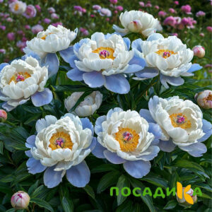 Пион акварельный Этюд купить по цене от 806р. в интернет-магазине «Посадика» с доставкой почтой в в Камбаркае и по всей России – [изображение №1].