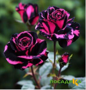 Роза Багровый Шепот купить по цене от 366р. в интернет-магазине «Посадика» с доставкой почтой в в Камбаркае и по всей России – [изображение №1].