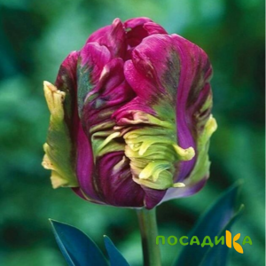 Тюльпан Экзотик Хэвен купить по цене от 186р. в интернет-магазине «Посадика» с доставкой почтой в в Камбаркае и по всей России – [изображение №1].