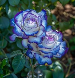 Роза Пэтолз Хоуп купить по цене от 333р. в интернет-магазине «Посадика» с доставкой почтой в в Камбаркае и по всей России – [изображение №1].