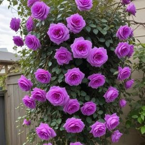 Роза Мистик Уайт купить по цене от 620р. в интернет-магазине «Посадика» с доставкой почтой в в Камбаркае и по всей России – [изображение №1].