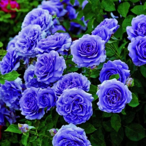 Роза Блю Мун купить по цене от 450р. в интернет-магазине «Посадика» с доставкой почтой в в Камбаркае и по всей России – [изображение №1].