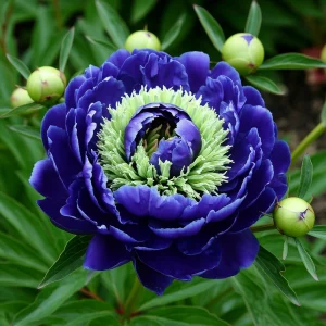 Пион Дримвивер купить по цене от 417р. в интернет-магазине «Посадика» с доставкой почтой в в Камбаркае и по всей России – [изображение №1].