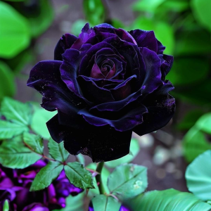 Роза Блэк Пантер купить по цене от 319р. в интернет-магазине «Посадика» с доставкой почтой в в Камбаркае и по всей России – [изображение №1].