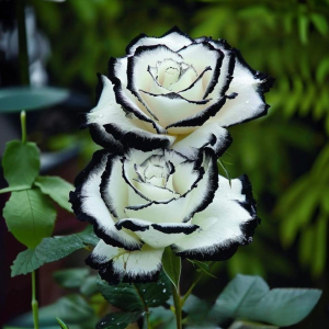 Роза Силк Ивин купить по цене от 319р. в интернет-магазине «Посадика» с доставкой почтой в в Камбаркае и по всей России – [изображение №1].