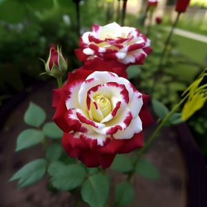 Роза Роял Глом купить по цене от 401р. в интернет-магазине «Посадика» с доставкой почтой в в Камбаркае и по всей России – [изображение №1].