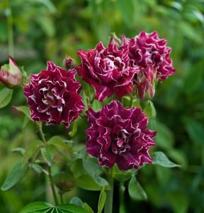 Роза Опаловый Пейзаж купить по цене от 490р. в интернет-магазине «Посадика» с доставкой почтой в в Камбаркае и по всей России – [изображение №1].