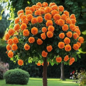 Роза Солнечный Шарм купить по цене от 349р. в интернет-магазине «Посадика» с доставкой почтой в в Камбаркае и по всей России – [изображение №1].