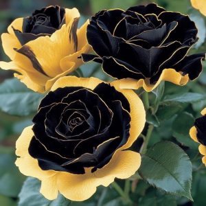 Роза Ханни Сикл купить по цене от 700р. в интернет-магазине «Посадика» с доставкой почтой в в Камбаркае и по всей России – [изображение №1].