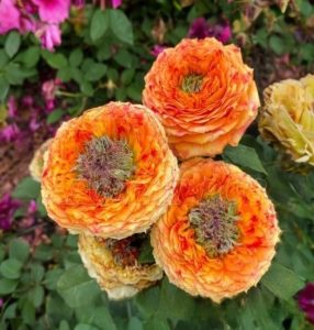 Роза Золотой Мираж купить по цене от 420р. в интернет-магазине «Посадика» с доставкой почтой в в Камбаркае и по всей России – [изображение №1].