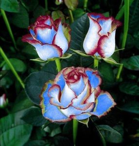 Роза Сафайер Пэтл купить по цене от 450р. в интернет-магазине «Посадика» с доставкой почтой в в Камбаркае и по всей России – [изображение №1].